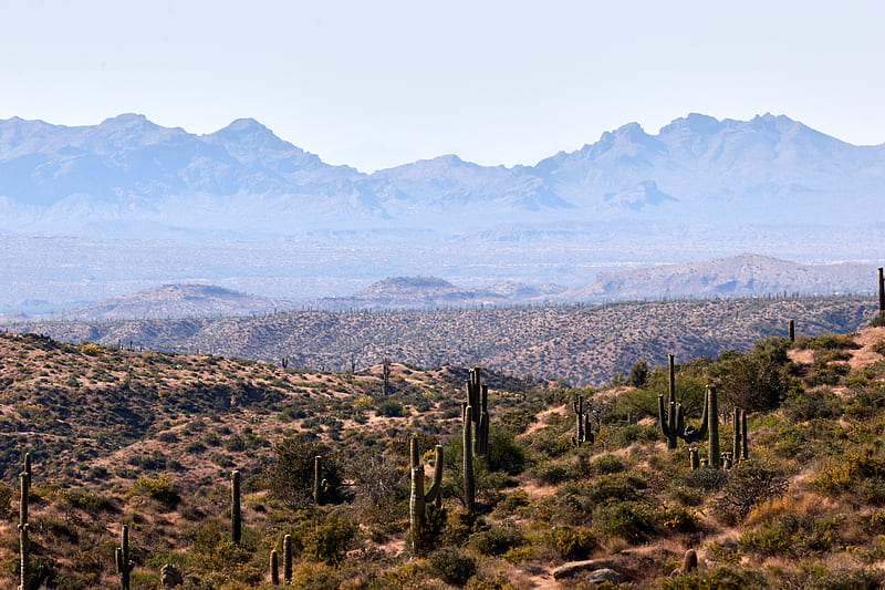 prairies, cacti, mountains, distance, HD wallpaper