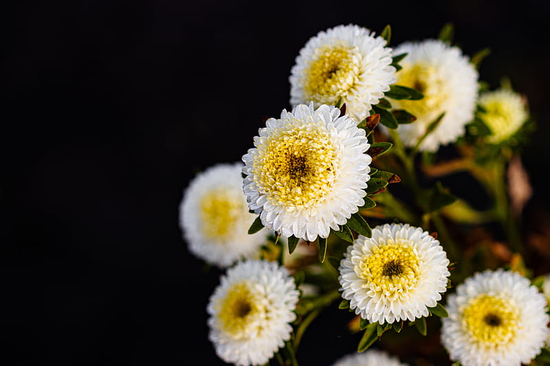 Crisantemos, flores, blanco, amarillo, otoño, Fondo de pantalla HD | Peakpx