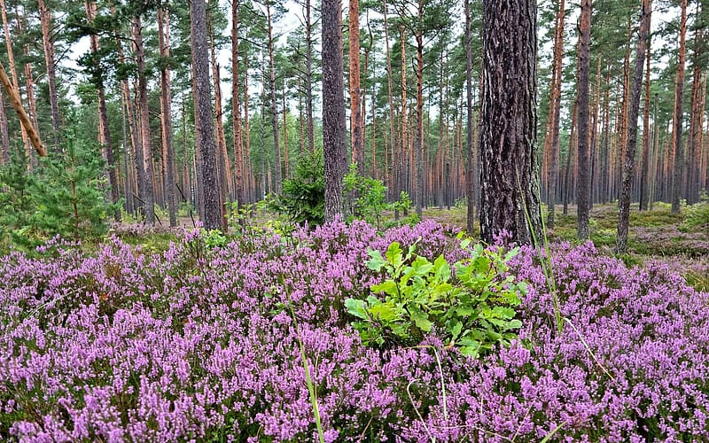Pine Forest, Latvia, forest, pines, heather, oak, HD wallpaper