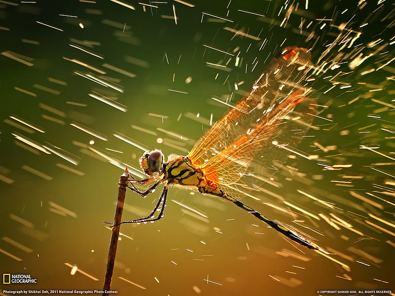 Dragonfly Indonesia-Landscape graphy theme, HD wallpaper