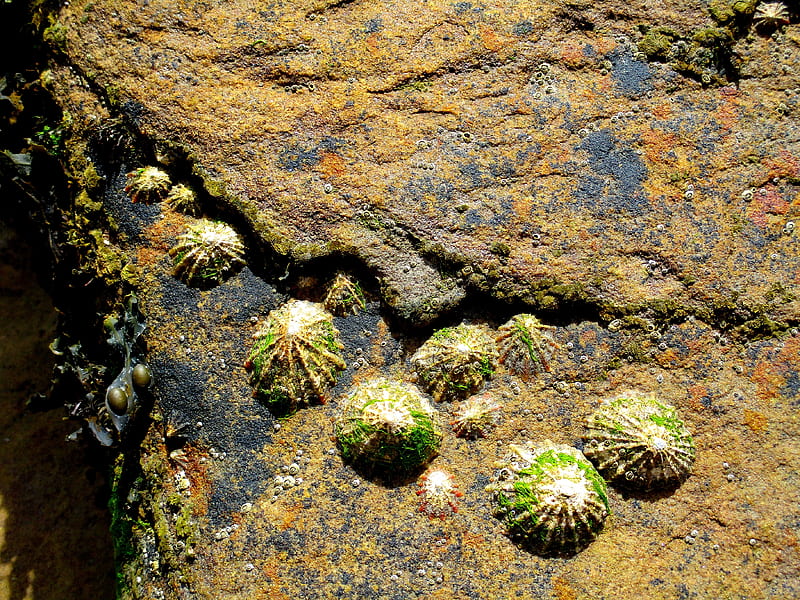 Green shells, beach, green, rock, northumberland, shells, HD wallpaper