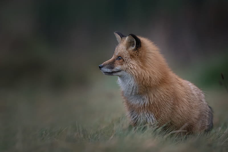 Animal, Fox, Wildlife, HD Wallpaper | Peakpx