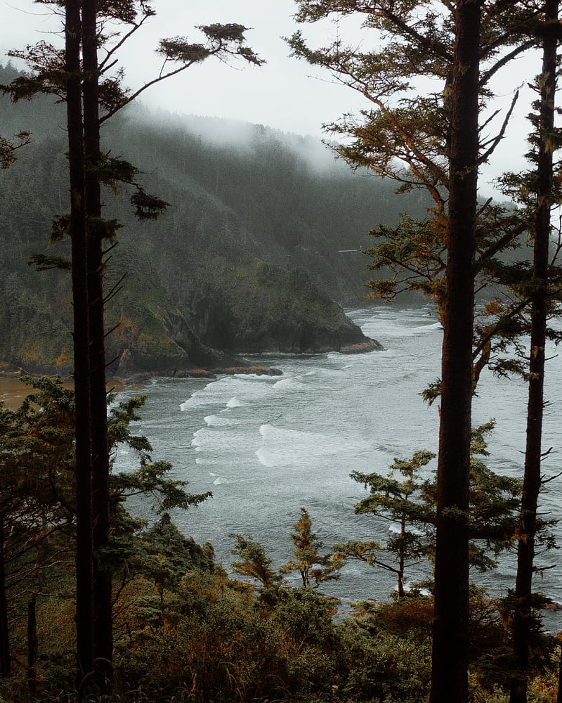 sea, trees, surf, rocks, fog, HD phone wallpaper
