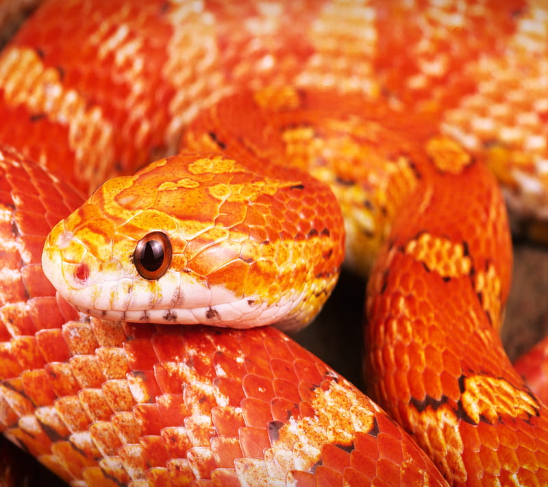 Serpent, animal, reptile, snake, HD wallpaper | Peakpx