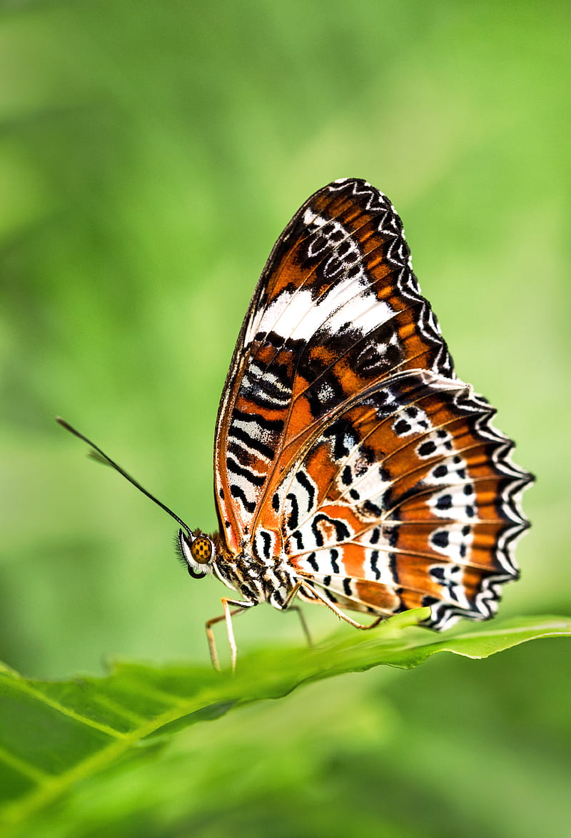 leopard lacewing butterfly perched on green leafed plant, HD phone wallpaper