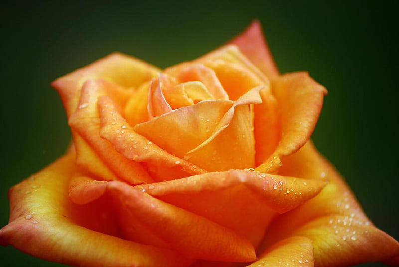 lovely rose, lovely, orange, rose, soft, buds, delicate, nice, plants, blossoms, flowers, beauty, nature, blooms, HD wallpaper