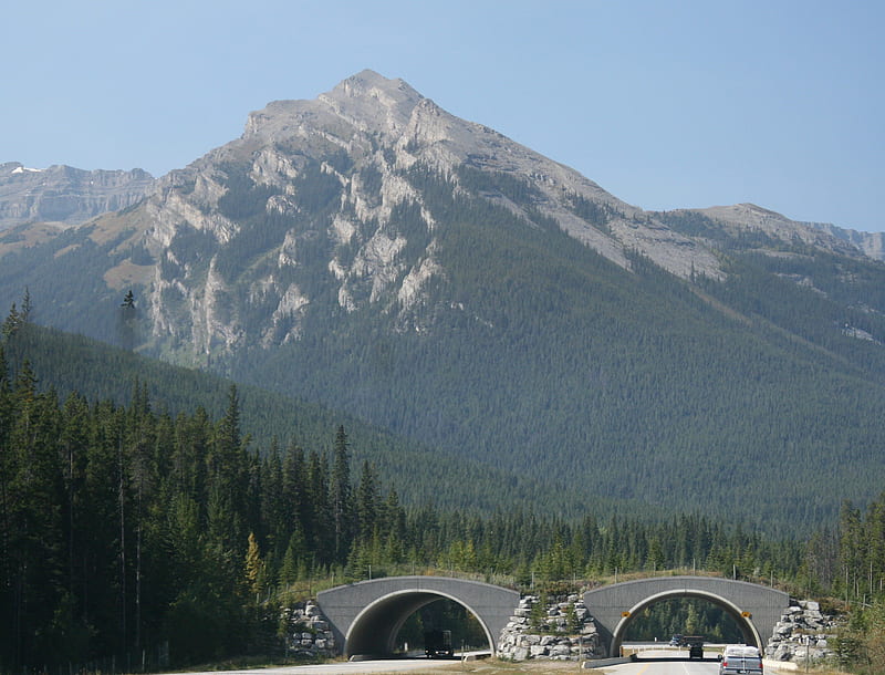 A day into the wild of Alberta, tunnels, summit, graphy, green, mountains, gris, road, trees, HD wallpaper
