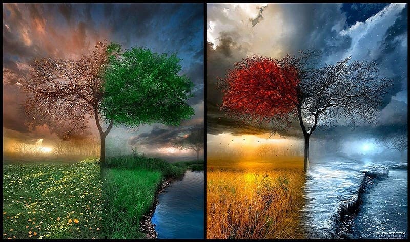 4 Seasons, Spring, Season, Fall, Summer, Winter, Concept, HD wallpaper