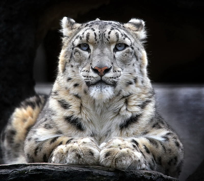 snow leopard, HD wallpaper