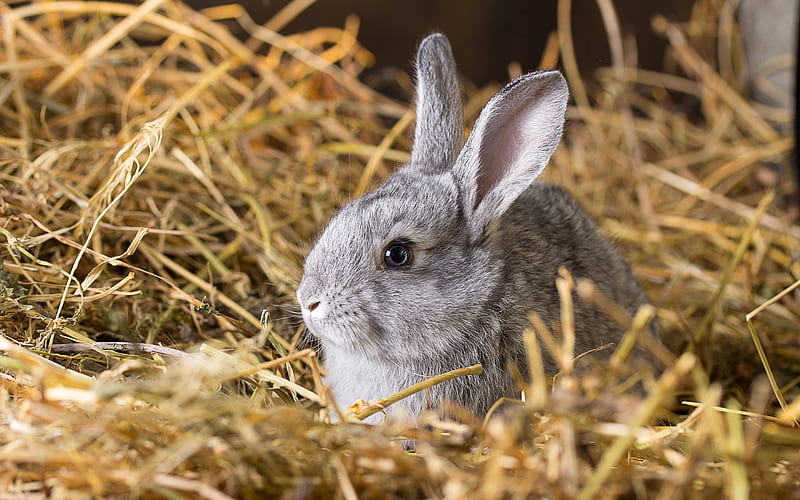 small gray rabbit, hay, farm, cute animals, rabbit, HD wallpaper