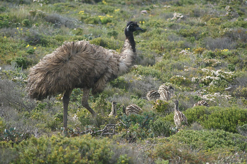 Our Unique Aussie Emu Family, birds, aussie, animals, feathers, HD wallpaper