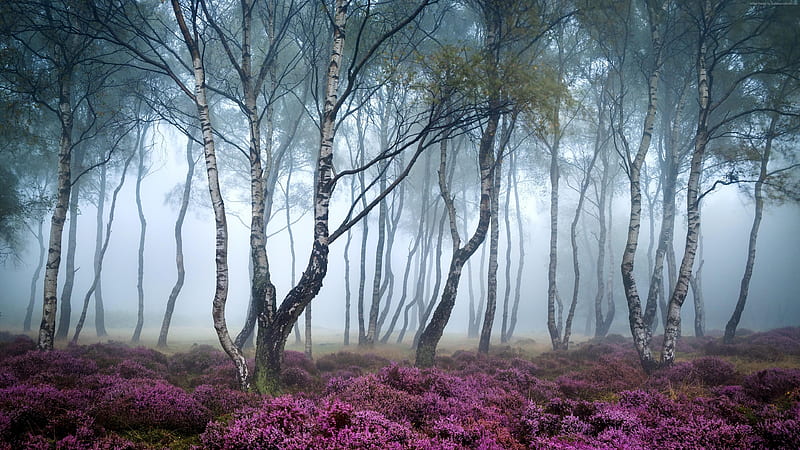 foggy forest, flowerbed, trees, Nature, HD wallpaper