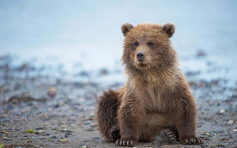 small bear cub, predator, river, grizzly, bears, Alaska, USA, HD wallpaper
