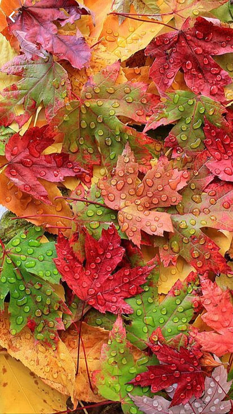 Maple leaves, autumn, autumn, colorful, drops, leaves, nature ...