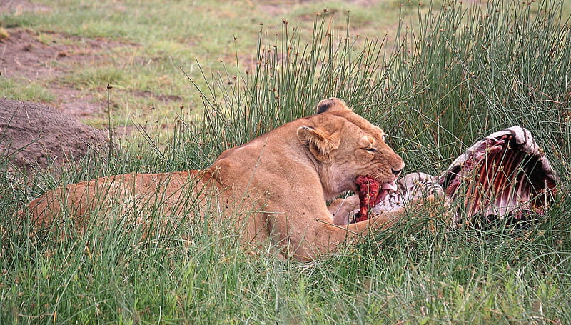 Lioness eating lunch, big cat, grass, meat, wild life, eat, lion, HD wallpaper