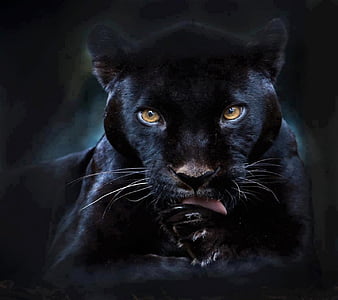 Puma negro, gato, de pantalla teléfono | Peakpx
