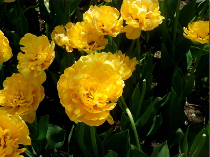 double tulips in may, yellow, flowers, tulips, green, HD wallpaper