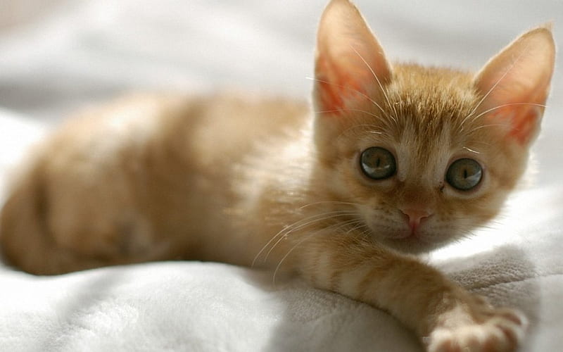 cute orange kitten, cat, kitten, ginger, tabby, HD wallpaper