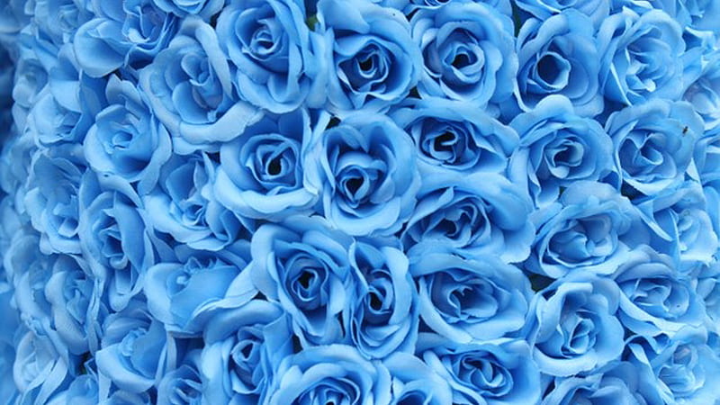 Closeup View Of Bunch Of Blue Roses Petals Blue, HD wallpaper