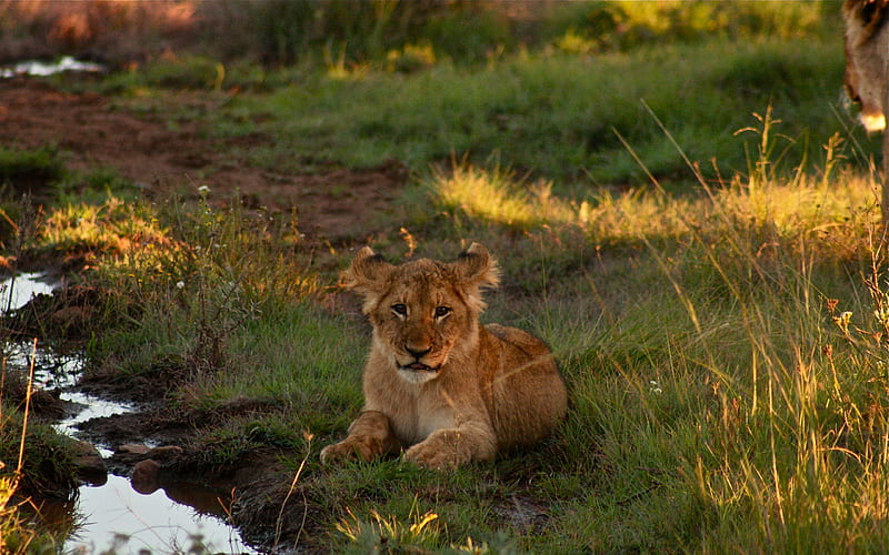 South African Lion Puppy, wild, reserve, cub, game, cats, lion, animals, HD wallpaper