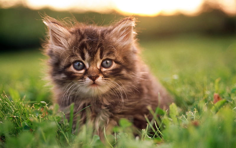 kitten portrait-Cute pet cat, HD wallpaper