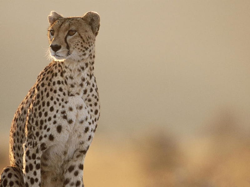 Cheetah-Masai-Mara-Kenya, wildcat, nice, cheetah, bigcat, animal, HD wallpaper