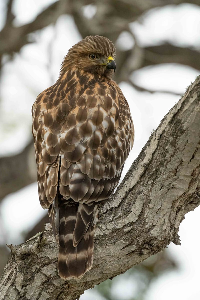 red-tailed hawk, wild, bird, bark, tree, HD phone wallpaper