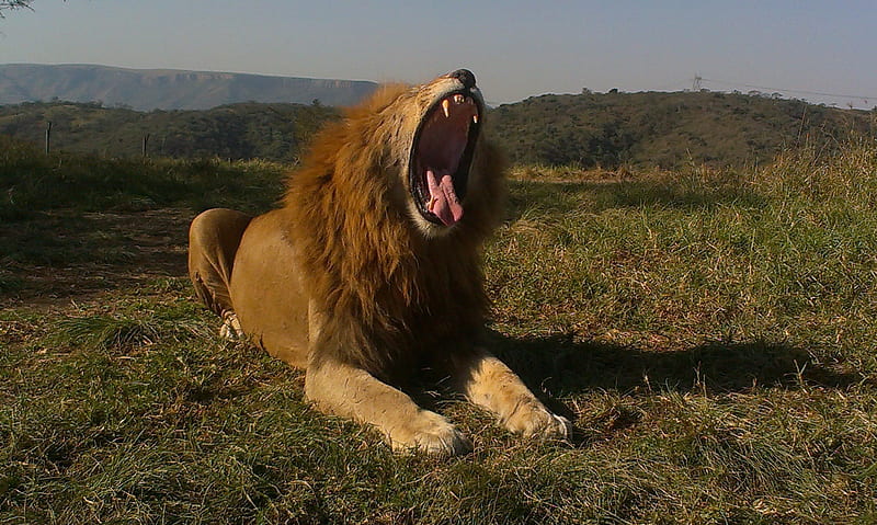 Rugido de los leones, león, rey de la jungla, salvaje, rugido, Fondo de  pantalla HD | Peakpx