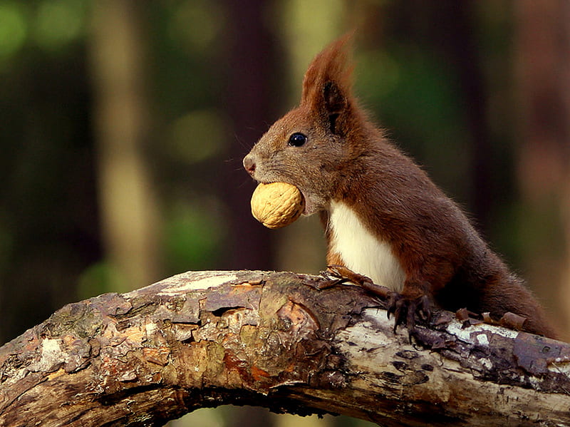 Yummy Nut, nut, red squirrel, bark, tree trunk, HD wallpaper