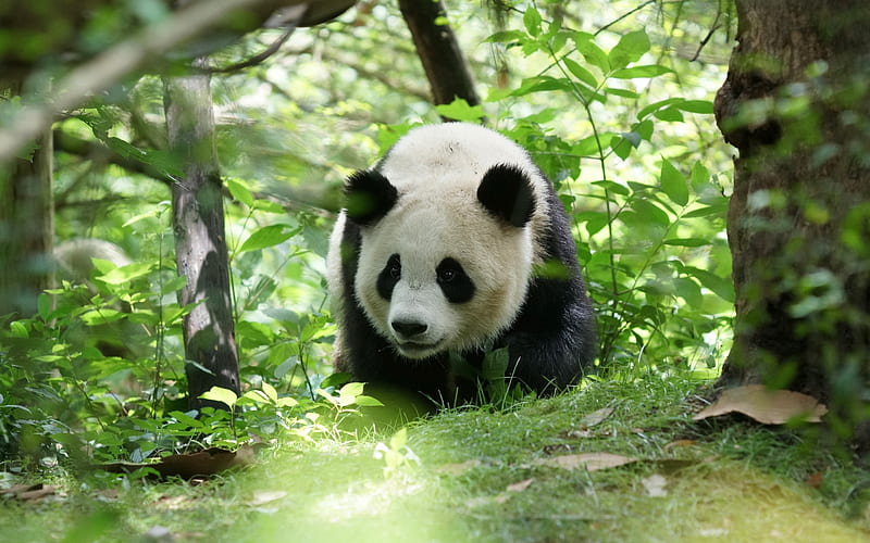 panda in the forest, little cute panda, cute bear cubs, pandas, wildlife, wild animals, HD wallpaper