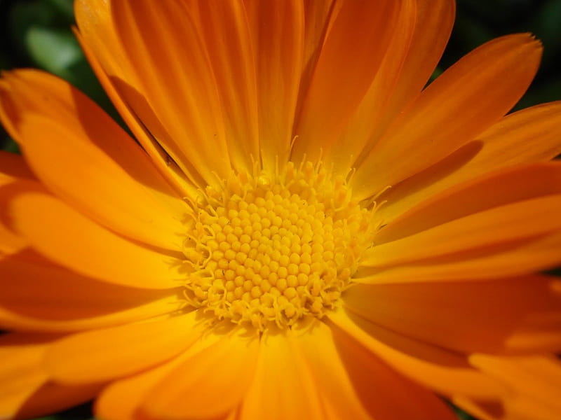 Hd Calendula Background Images, HD Pictures and Wallpaper For Free Download  | Pngtree