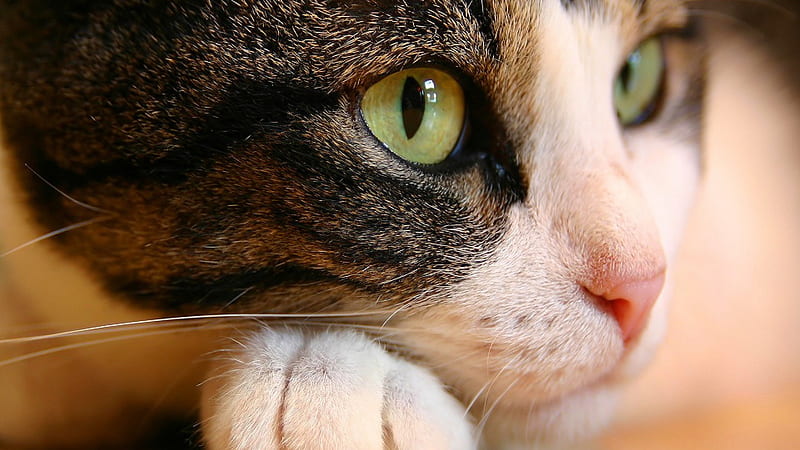 Closeup Of Cat With Green Eyes Cat, HD wallpaper