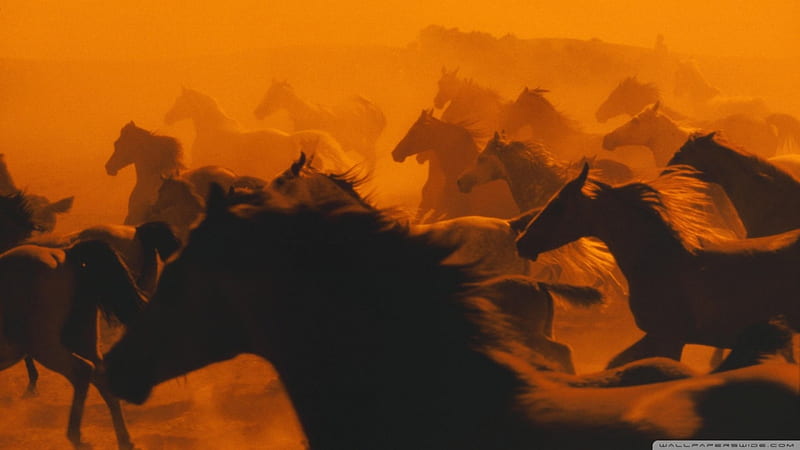 galloping horses, running, galloping, horse, orange, HD wallpaper