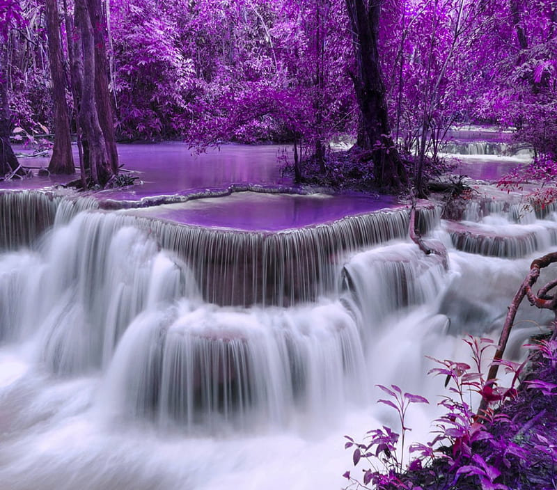 Purple Forest, forest, art, bonito, trees, water, purple, beauty, nature, river, white, HD wallpaper