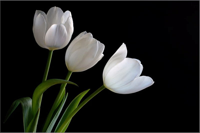 white tulips, flowers, bonito, spring, tulips, white, purity, HD wallpaper