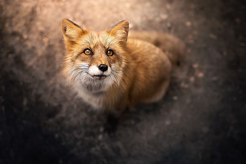 Fox, view from the top, animal, vulpe, nature, HD wallpaper