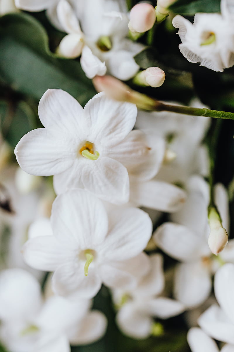 White Flower in Tilt Shift Lens, HD phone wallpaper