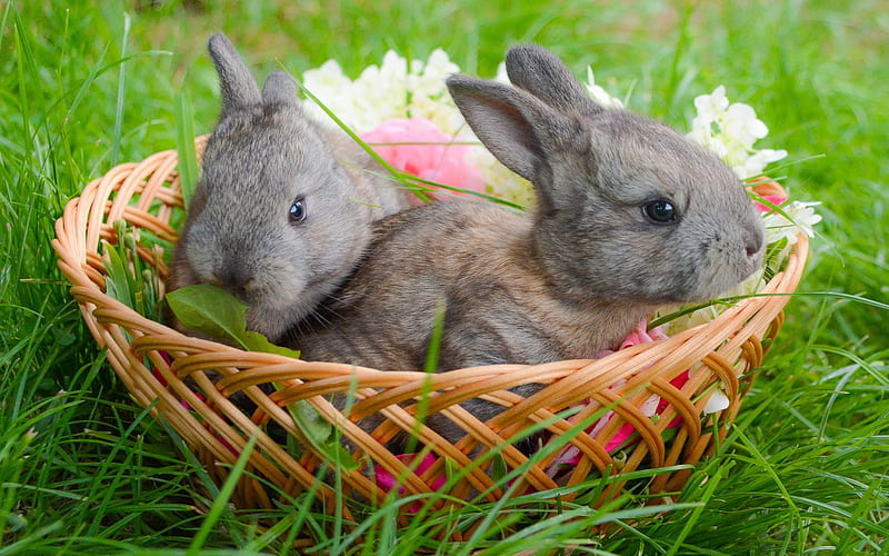 gray rabbits, pets, basket, green grass, rabbits, HD wallpaper