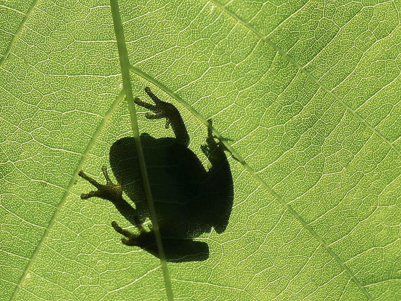 Frog_on_leaf, frogs, tree, green, animals, leaf, HD wallpaper