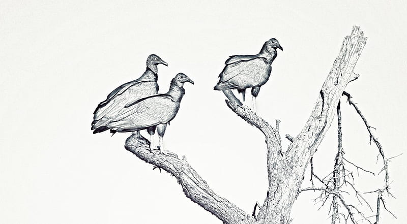 Black Vultures, Drawing, Vulture, Wildlife, Eerie, Monotone, HD wallpaper