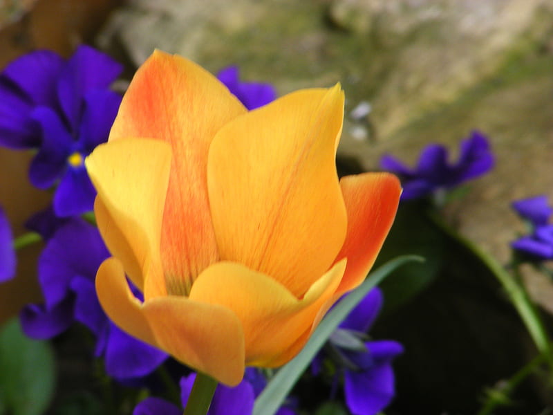 A tulip and some pansies., pansies, rockery, stone, tulip, HD wallpaper