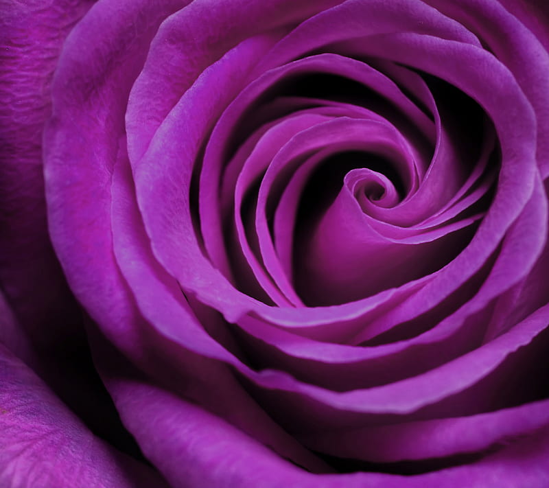 purple rose, bonito, flowers, for you, i love you, love, red, roses, HD wallpaper