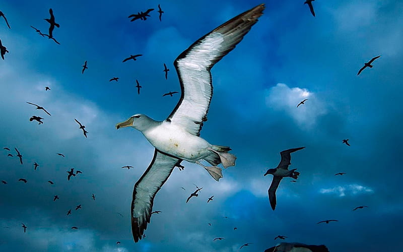 Seagull flying over-Animal selected, HD wallpaper