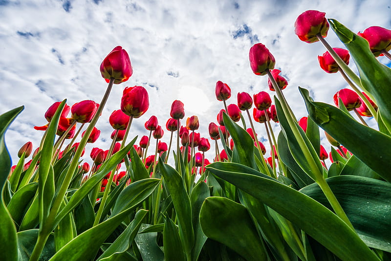 tulips, red, flowers, sky, clouds, HD wallpaper