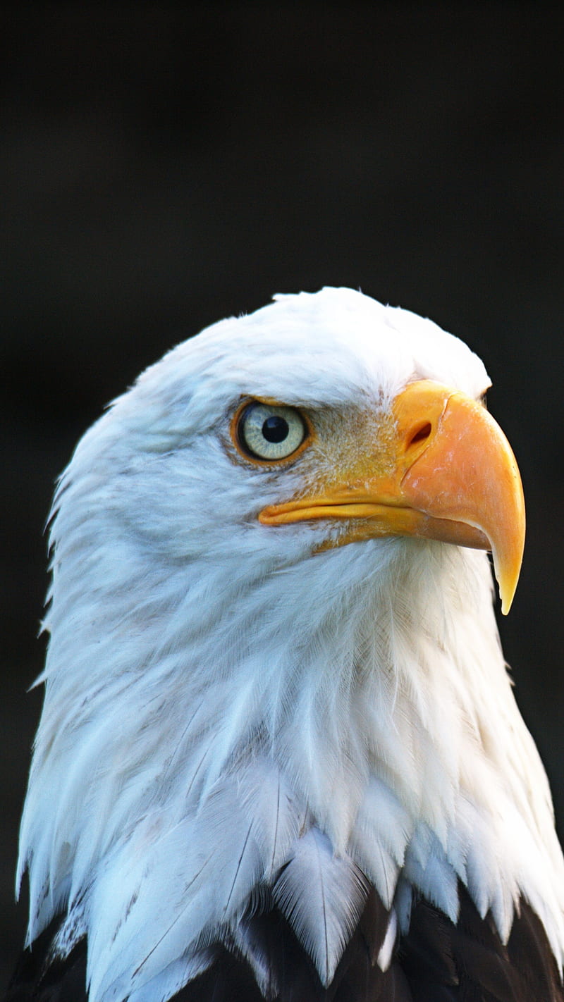 American Eagle , bird, nature, HD phone wallpaper