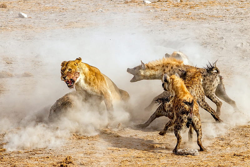 I Am Angry, Etosha National Park, Lions, Watering Hole, Hyenas, HD wallpaper