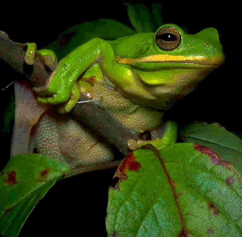 Its Not Easy Being Green, frog, tree, leaves, green, HD wallpaper