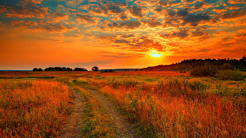 Camino entre verde campo de hierba seca flores amarillas plantas bajo nubes  negras amarillas cielo azul durante la puesta de sol naturaleza, Fondo de  pantalla HD | Peakpx