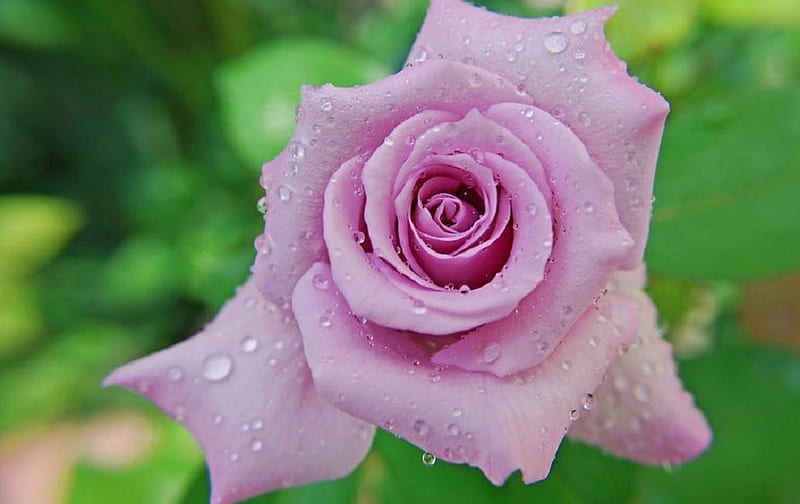 wet lavender rose, lovely, rose, soft, bud, nice, delecte, plants, blossoms, flowers, nature, blooms, HD wallpaper