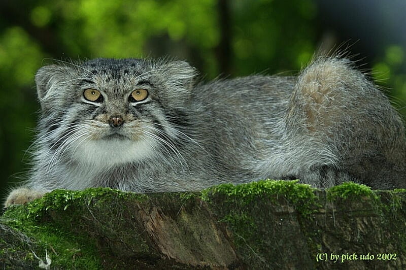 Manul, forest, cat, cats, other, HD wallpaper